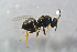  ( - BC-ZSM-HYM-21587-E01)  @13 [ ] CreativeCommons - Attribution Non-Commercial Share-Alike (2014) Stefan Schmidt SNSB, Zoologische Staatssammlung Muenchen