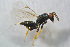  ( - BC-ZSM-HYM-21587-G05)  @14 [ ] CreativeCommons - Attribution Non-Commercial Share-Alike (2014) Stefan Schmidt SNSB, Zoologische Staatssammlung Muenchen