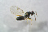  ( - BC-ZSM-HYM-21587-G10)  @13 [ ] CreativeCommons - Attribution Non-Commercial Share-Alike (2014) Stefan Schmidt SNSB, Zoologische Staatssammlung Muenchen
