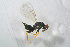 ( - BC-ZSM-HYM-21587-H10)  @13 [ ] CreativeCommons - Attribution Non-Commercial Share-Alike (2014) Stefan Schmidt SNSB, Zoologische Staatssammlung Muenchen