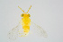  ( - BC-ZSM-HYM-21588-E01)  @13 [ ] CreativeCommons - Attribution Non-Commercial Share-Alike (2015) Unspecified SNSB, Zoologische Staatssammlung Muenchen