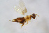  ( - BC-ZSM-HYM-21607-A02)  @11 [ ] CreativeCommons - Attribution Non-Commercial Share-Alike (2015) Stefan Schmidt SNSB, Zoologische Staatssammlung Muenchen