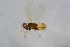  ( - BC-ZSM-HYM-21607-A05)  @11 [ ] CreativeCommons - Attribution Non-Commercial Share-Alike (2015) Stefan Schmidt SNSB, Zoologische Staatssammlung Muenchen