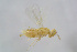  ( - BC-ZSM-HYM-21607-D11)  @13 [ ] CreativeCommons - Attribution Non-Commercial Share-Alike (2015) Stefan Schmidt SNSB, Zoologische Staatssammlung Muenchen