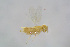  ( - BC-ZSM-HYM-21607-E02)  @12 [ ] CreativeCommons - Attribution Non-Commercial Share-Alike (2015) Stefan Schmidt SNSB, Zoologische Staatssammlung Muenchen