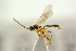  (Eusterinx refractaria - BC-ZSM-HYM-22280-A02)  @13 [ ] CreativeCommons - Attribution Non-Commercial Share-Alike (2016) SNSB, Staatliche Naturwissenschaftliche Sammlungen Bayerns ZSM (SNSB, Zoologische Staatssammlung Muenchen)