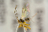  ( - BC-ZSM-HYM-22280-A07)  @12 [ ] CreativeCommons - Attribution Non-Commercial Share-Alike (2016) SNSB, Staatliche Naturwissenschaftliche Sammlungen Bayerns ZSM (SNSB, Zoologische Staatssammlung Muenchen)