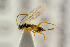  ( - BC-ZSM-HYM-22280-A10)  @12 [ ] CreativeCommons - Attribution Non-Commercial Share-Alike (2016) SNSB, Staatliche Naturwissenschaftliche Sammlungen Bayerns ZSM (SNSB, Zoologische Staatssammlung Muenchen)