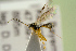  ( - BC-ZSM-HYM-22280-B05)  @14 [ ] CreativeCommons - Attribution Non-Commercial Share-Alike (2016) SNSB, Staatliche Naturwissenschaftliche Sammlungen Bayerns ZSM (SNSB, Zoologische Staatssammlung Muenchen)