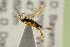  ( - BC-ZSM-HYM-22280-B06)  @12 [ ] CreativeCommons - Attribution Non-Commercial Share-Alike (2016) SNSB, Staatliche Naturwissenschaftliche Sammlungen Bayerns ZSM (SNSB, Zoologische Staatssammlung Muenchen)