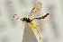  (Orthocentrus asper - BC-ZSM-HYM-22280-B11)  @14 [ ] CreativeCommons - Attribution Non-Commercial Share-Alike (2016) SNSB, Staatliche Naturwissenschaftliche Sammlungen Bayerns ZSM (SNSB, Zoologische Staatssammlung Muenchen)