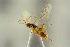  (Picrostigeus brevicauda - BC-ZSM-HYM-22280-E01)  @11 [ ] CreativeCommons - Attribution Non-Commercial Share-Alike (2016) SNSB, Staatliche Naturwissenschaftliche Sammlungen Bayerns ZSM (SNSB, Zoologische Staatssammlung Muenchen)