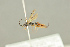  ( - BC-ZSM-HYM-22280-E08)  @11 [ ] CreativeCommons - Attribution Non-Commercial Share-Alike (2016) SNSB, Staatliche Naturwissenschaftliche Sammlungen Bayerns ZSM (SNSB, Zoologische Staatssammlung Muenchen)