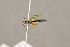  ( - BC-ZSM-HYM-22280-G10)  @13 [ ] CreativeCommons - Attribution Non-Commercial Share-Alike (2016) SNSB, Staatliche Naturwissenschaftliche Sammlungen Bayerns ZSM (SNSB, Zoologische Staatssammlung Muenchen)