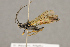  ( - BC-ZSM-HYM-22280-H10)  @11 [ ] CreativeCommons - Attribution Non-Commercial Share-Alike (2016) SNSB, Staatliche Naturwissenschaftliche Sammlungen Bayerns ZSM (SNSB, Zoologische Staatssammlung Muenchen)