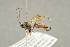  ( - BC-ZSM-HYM-22281-A02)  @11 [ ] CreativeCommons - Attribution Non-Commercial Share-Alike (2016) SNSB, Staatliche Naturwissenschaftliche Sammlungen Bayerns ZSM (SNSB, Zoologische Staatssammlung Muenchen)