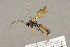  (Tricholabus strigatorius - BC-ZSM-HYM-22281-A03)  @14 [ ] CreativeCommons - Attribution Non-Commercial Share-Alike (2016) SNSB, Staatliche Naturwissenschaftliche Sammlungen Bayerns ZSM (SNSB, Zoologische Staatssammlung Muenchen)