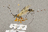  ( - BC-ZSM-HYM-22281-A04)  @13 [ ] CreativeCommons - Attribution Non-Commercial Share-Alike (2016) SNSB, Staatliche Naturwissenschaftliche Sammlungen Bayerns ZSM (SNSB, Zoologische Staatssammlung Muenchen)