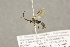  ( - BC-ZSM-HYM-22281-B04)  @13 [ ] CreativeCommons - Attribution Non-Commercial Share-Alike (2016) SNSB, Staatliche Naturwissenschaftliche Sammlungen Bayerns ZSM (SNSB, Zoologische Staatssammlung Muenchen)