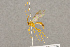  (Netelia virgata - BC-ZSM-HYM-22281-B09)  @14 [ ] CreativeCommons - Attribution Non-Commercial Share-Alike (2016) SNSB, Staatliche Naturwissenschaftliche Sammlungen Bayerns ZSM (SNSB, Zoologische Staatssammlung Muenchen)