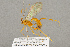  ( - BC-ZSM-HYM-22281-B10)  @13 [ ] CreativeCommons - Attribution Non-Commercial Share-Alike (2016) SNSB, Staatliche Naturwissenschaftliche Sammlungen Bayerns ZSM (SNSB, Zoologische Staatssammlung Muenchen)