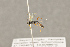  ( - BC-ZSM-HYM-22281-C08)  @12 [ ] CreativeCommons - Attribution Non-Commercial Share-Alike (2016) SNSB, Staatliche Naturwissenschaftliche Sammlungen Bayerns ZSM (SNSB, Zoologische Staatssammlung Muenchen)