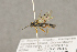  ( - BC-ZSM-HYM-22281-C10)  @14 [ ] CreativeCommons - Attribution Non-Commercial Share-Alike (2016) SNSB, Staatliche Naturwissenschaftliche Sammlungen Bayerns ZSM (SNSB, Zoologische Staatssammlung Muenchen)