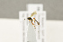  ( - BC-ZSM-HYM-22281-D03)  @12 [ ] CreativeCommons - Attribution Non-Commercial Share-Alike (2016) SNSB, Staatliche Naturwissenschaftliche Sammlungen Bayerns ZSM (SNSB, Zoologische Staatssammlung Muenchen)