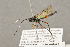  ( - BC-ZSM-HYM-22281-H01)  @12 [ ] CreativeCommons - Attribution Non-Commercial Share-Alike (2016) SNSB, Staatliche Naturwissenschaftliche Sammlungen Bayerns ZSM (SNSB, Zoologische Staatssammlung Muenchen)