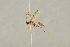  ( - BC-ZSM-HYM-22281-H06)  @12 [ ] CreativeCommons - Attribution Non-Commercial Share-Alike (2016) SNSB, Staatliche Naturwissenschaftliche Sammlungen Bayerns ZSM (SNSB, Zoologische Staatssammlung Muenchen)