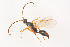  ( - BC-ZSM-HYM-22525-G06)  @11 [ ] CreativeCommons - Attribution Non-Commercial Share-Alike (2014) Stefan Schmidt SNSB, Zoologische Staatssammlung Muenchen