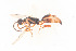  ( - BC-ZSM-HYM-22527-D06)  @12 [ ] CreativeCommons - Attribution Non-Commercial Share-Alike (2014) Stefan Schmidt SNSB, Zoologische Staatssammlung Muenchen