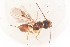  ( - BC-ZSM-HYM-22527-E12)  @12 [ ] CreativeCommons - Attribution Non-Commercial Share-Alike (2014) Stefan Schmidt SNSB, Zoologische Staatssammlung Muenchen