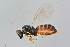  ( - BC-ZSM-HYM-22527-G03)  @13 [ ] CreativeCommons - Attribution Non-Commercial Share-Alike (2014) Stefan Schmidt SNSB, Zoologische Staatssammlung Muenchen