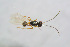  ( - BC-ZSM-HYM-22590-H02)  @12 [ ] CreativeCommons - Attribution Non-Commercial Share-Alike (2015) Stefan Schmidt SNSB, Zoologische Staatssammlung Muenchen