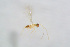  ( - BC-ZSM-HYM-22591-G06)  @12 [ ] CreativeCommons - Attribution Non-Commercial Share-Alike (2015) Stefan Schmidt SNSB, Zoologische Staatssammlung Muenchen
