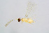  ( - BC-ZSM-HYM-22592-A03)  @13 [ ] CreativeCommons - Attribution Non-Commercial Share-Alike (2015) Stefan Schmidt SNSB, Zoologische Staatssammlung Muenchen