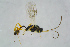  ( - BC-ZSM-HYM-23870-G11)  @12 [ ] CreativeCommons - Attribution Non-Commercial Share-Alike (2015) Stefan Schmidt SNSB, Zoologische Staatssammlung Muenchen