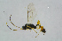  ( - BC-ZSM-HYM-23870-G12)  @13 [ ] CreativeCommons - Attribution Non-Commercial Share-Alike (2015) Stefan Schmidt SNSB, Zoologische Staatssammlung Muenchen