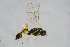  ( - BC-ZSM-HYM-23870-H01)  @13 [ ] CreativeCommons - Attribution Non-Commercial Share-Alike (2015) Stefan Schmidt SNSB, Zoologische Staatssammlung Muenchen