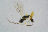  ( - BC-ZSM-HYM-23870-H05)  @12 [ ] CreativeCommons - Attribution Non-Commercial Share-Alike (2015) Stefan Schmidt SNSB, Zoologische Staatssammlung Muenchen