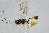  ( - BC-ZSM-HYM-23870-H06)  @14 [ ] CreativeCommons - Attribution Non-Commercial Share-Alike (2015) Stefan Schmidt SNSB, Zoologische Staatssammlung Muenchen