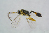  ( - BC-ZSM-HYM-23870-H08)  @12 [ ] CreativeCommons - Attribution Non-Commercial Share-Alike (2015) Stefan Schmidt SNSB, Zoologische Staatssammlung Muenchen