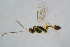  ( - BC-ZSM-HYM-23870-H09)  @12 [ ] CreativeCommons - Attribution Non-Commercial Share-Alike (2015) Stefan Schmidt SNSB, Zoologische Staatssammlung Muenchen