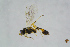  ( - BC-ZSM-HYM-23870-H11)  @12 [ ] CreativeCommons - Attribution Non-Commercial Share-Alike (2015) Stefan Schmidt SNSB, Zoologische Staatssammlung Muenchen