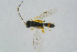  ( - BC-ZSM-HYM-23871-A04)  @12 [ ] CreativeCommons - Attribution Non-Commercial Share-Alike (2015) Stefan Schmidt SNSB, Zoologische Staatssammlung Muenchen