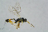  ( - BC-ZSM-HYM-23871-A05)  @13 [ ] CreativeCommons - Attribution Non-Commercial Share-Alike (2015) Stefan Schmidt SNSB, Zoologische Staatssammlung Muenchen