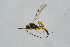  ( - BC-ZSM-HYM-23871-D05)  @12 [ ] CreativeCommons - Attribution Non-Commercial Share-Alike (2015) Stefan Schmidt SNSB, Zoologische Staatssammlung Muenchen