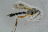  ( - BC-ZSM-HYM-23871-F09)  @12 [ ] CreativeCommons - Attribution Non-Commercial Share-Alike (2015) Stefan Schmidt SNSB, Zoologische Staatssammlung Muenchen