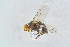  ( - BC-ZSM-HYM-23872-B04)  @11 [ ] CreativeCommons - Attribution Non-Commercial Share-Alike (2015) Stefan Schmidt SNSB, Zoologische Staatssammlung Muenchen